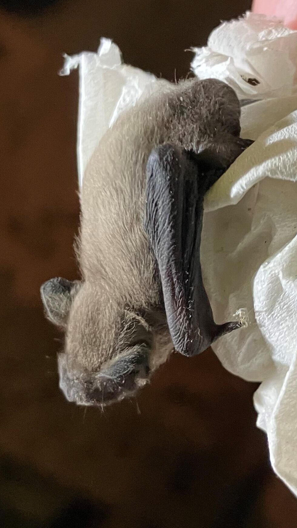 A Pipistrelle bat pup hanging upside down