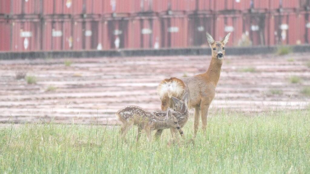 A deer looking alert and straight at the camera with two small fawns stood next to her in the grass.