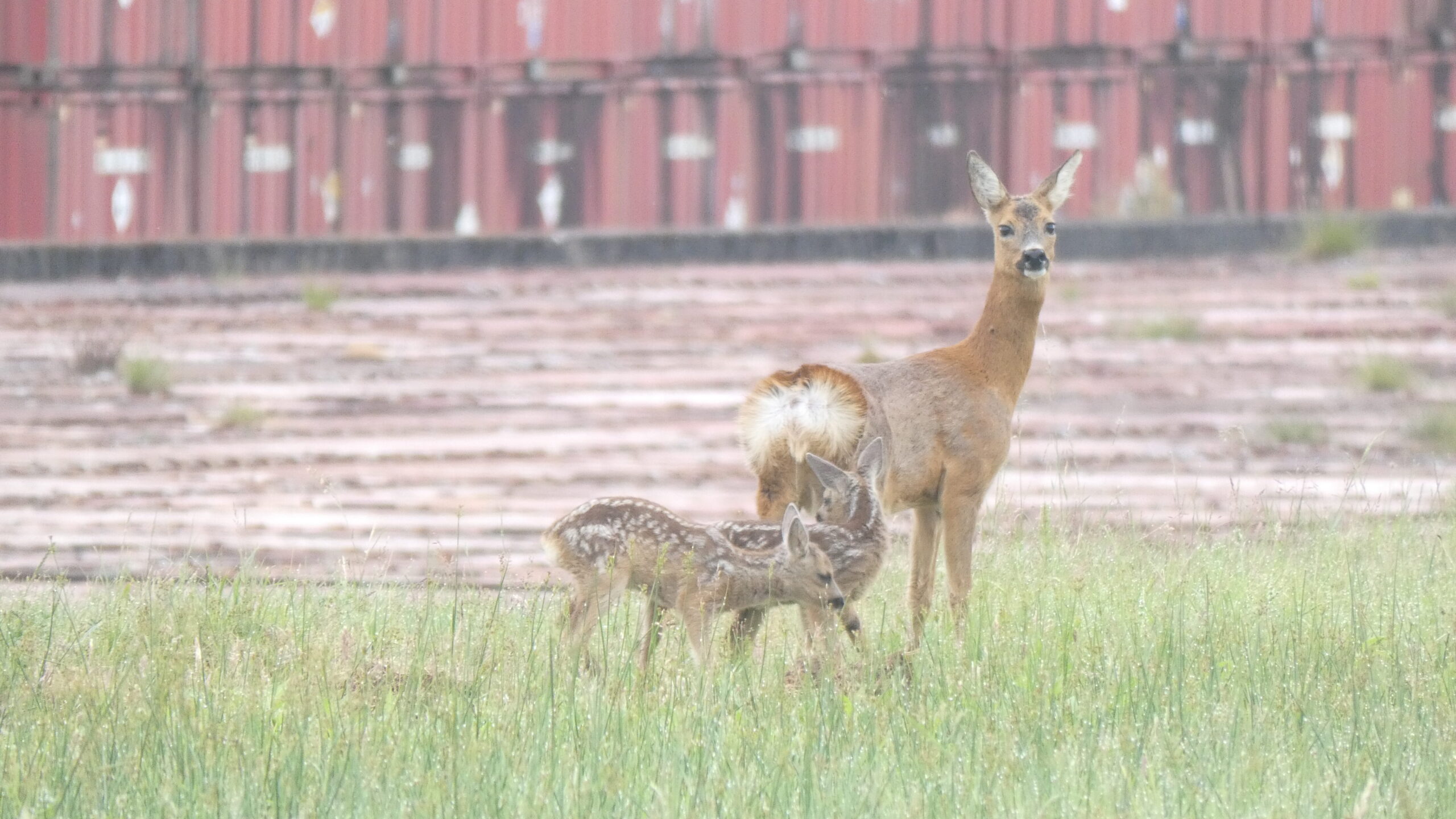 A deer looking alert and straight at the camera with two small fawns stood next to her in the grass.
