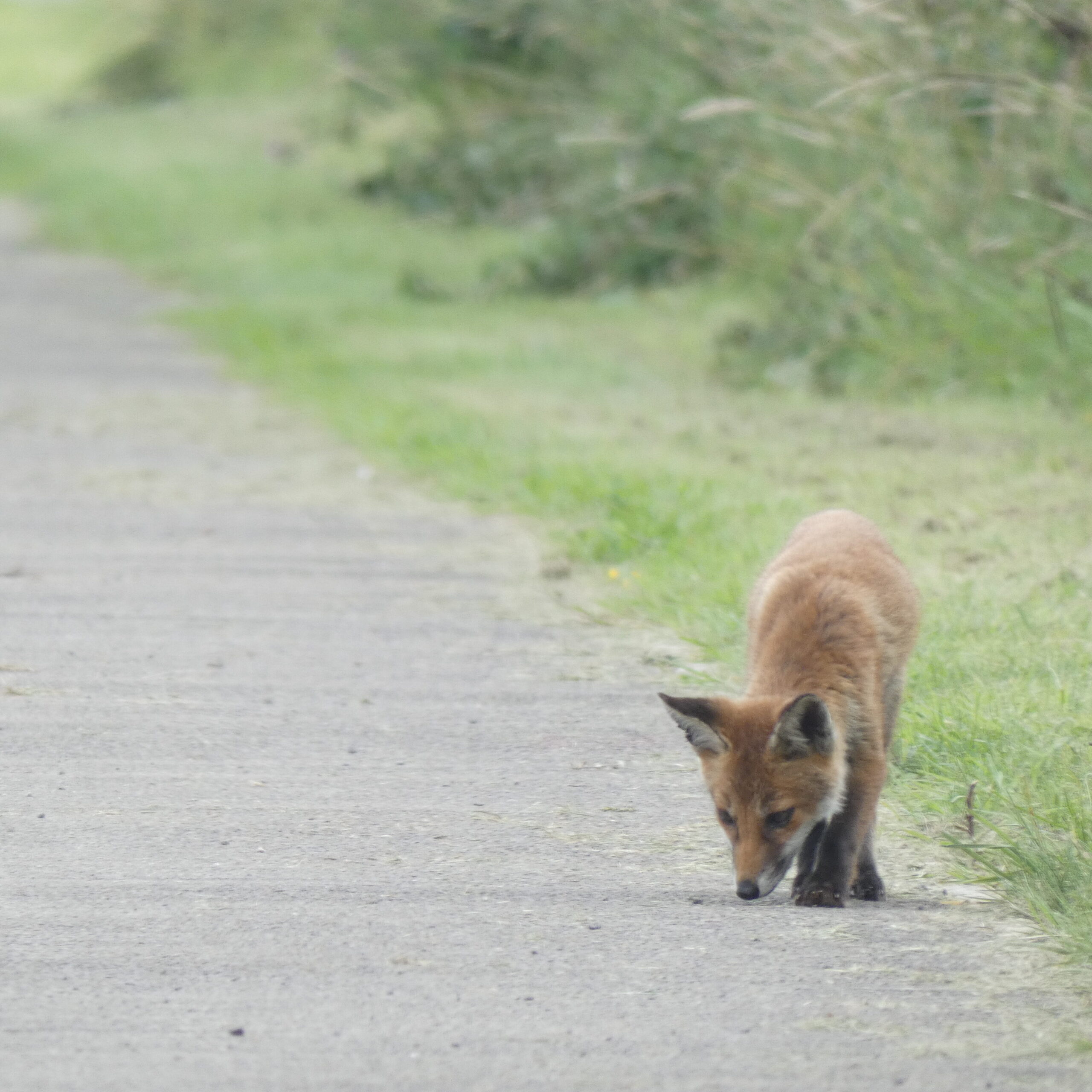 A brown fox cub on the path sniffing the ground