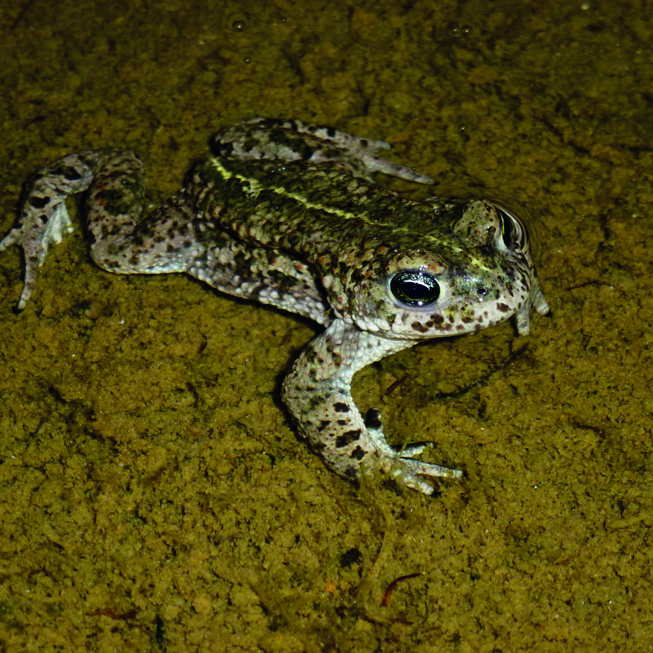 A close up of a natterjack toad