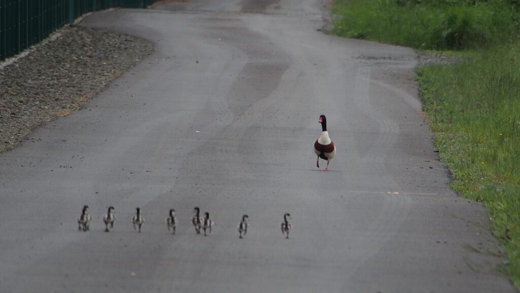A duck and eight ducklings waddling down a road