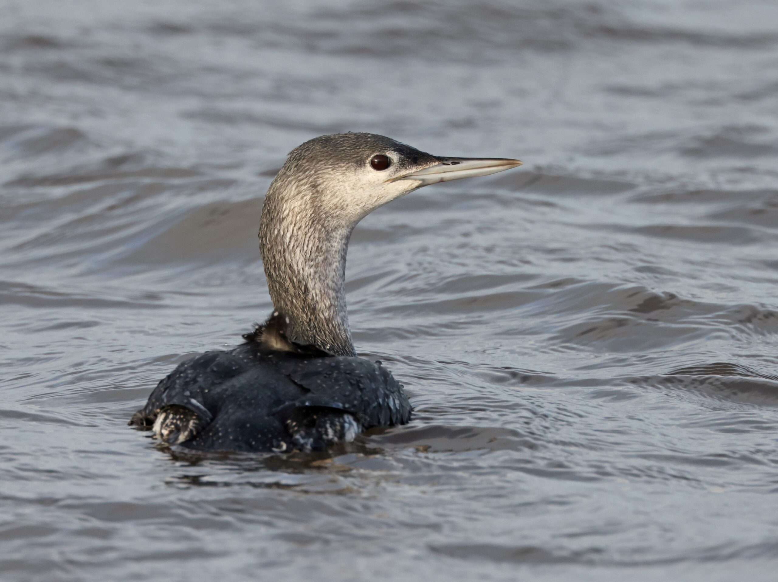 A Red-throated diver bird in winter plumage in water