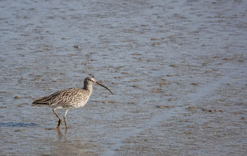 A curlew bird on a beach