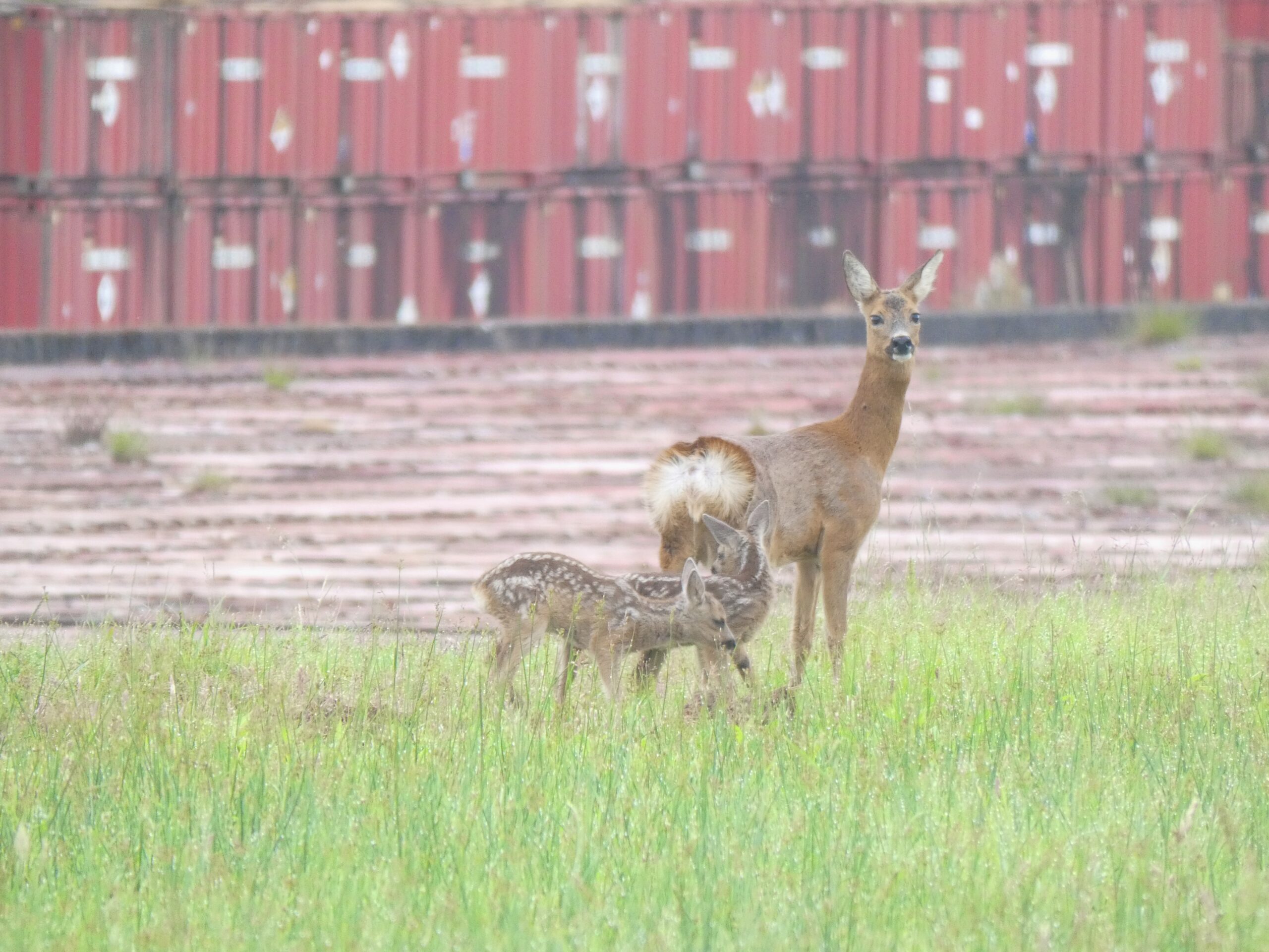A deer with two fawns standing on grass in front of red waste containers.